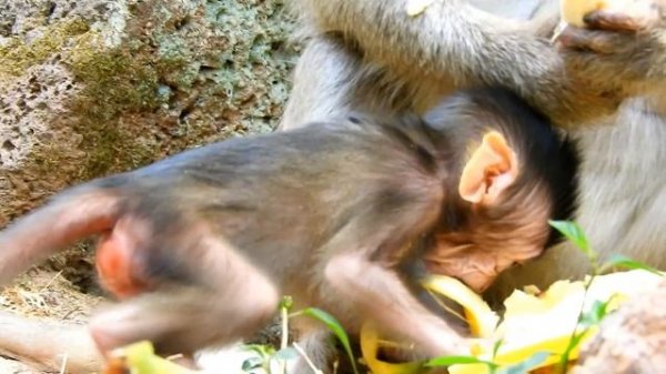 1 week! Poor baby Ellen try hard eat food instead milk cos mom Elsa no enough milk to her new baby