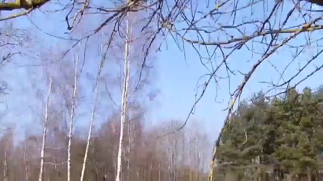 Уговорил поработать на передачу, приемную антенну Tecsun AN-03L 😁 . смотреть онлайн