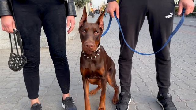 Доберманы в центре города смотреть онлайн