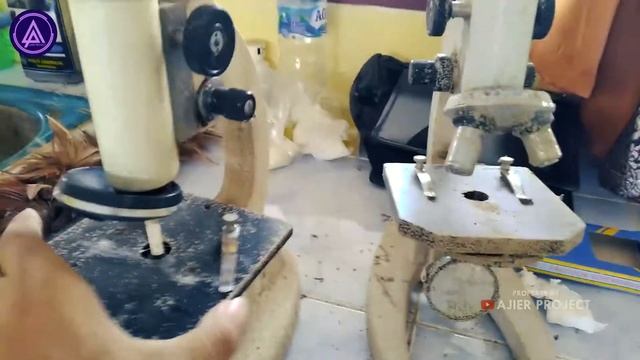 Mikroskop Ratu Rayap