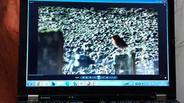 showing you some of my wildlife filming clips from past month смотреть онлайн