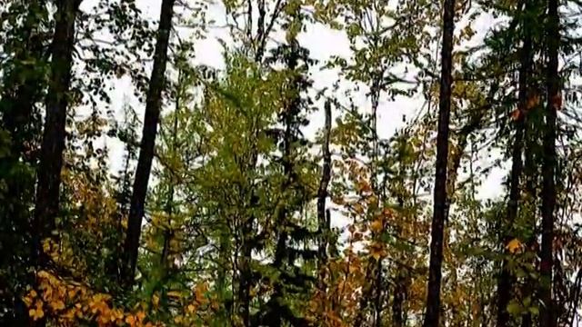 Дороги к Северу г.Новый Уренгой автор Каменский Александр Васильевич смотреть онлайн