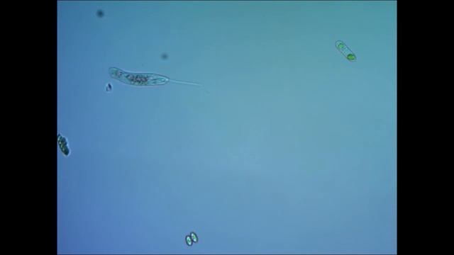 Эвглена (euglena) смотреть онлайн