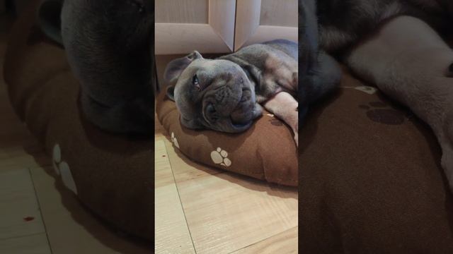 Как спит щенок французского бульдога #бульдог #забавныеживотные смотреть онлайн