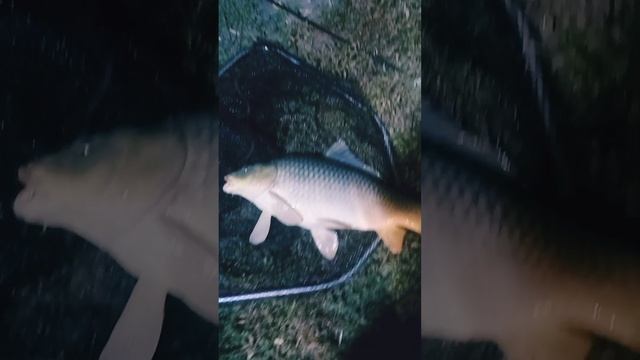 Кузьмич и карп смотреть онлайн