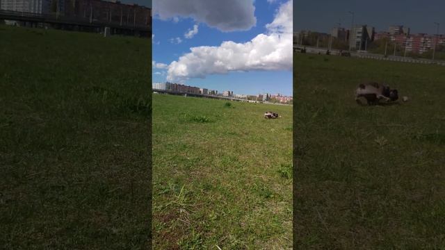 Собаки - это ангелы ❤ #французскийбульдог #ангел #золотаясобака смотреть онлайн