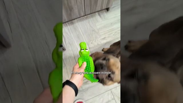 Чем любит заниматься мой французский бульдог Чоп #французскийбульдог #бульдог #забавныеживотные смотреть онлайн