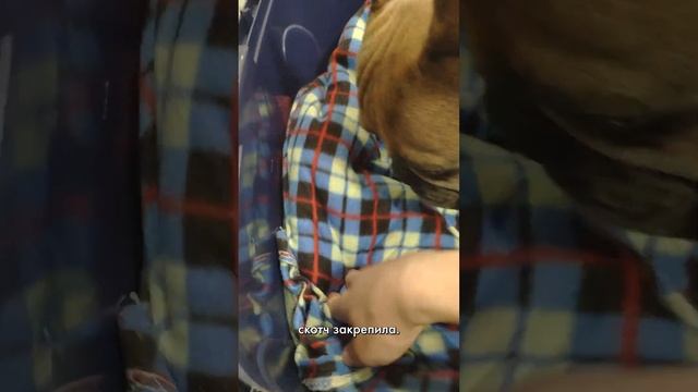 Готовлю своего французского бульдога к полету в путешествие #бульдог #французскийбульдог #dog смотреть онлайн