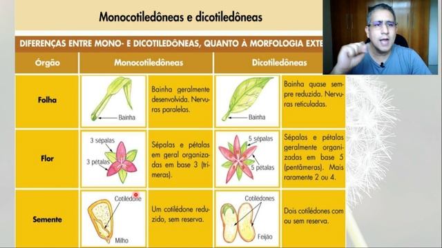Aula de Monocotiledôneas e Eudicotiledôneas (Diferenças) - Prof. Felipe Almeida смотреть онлайн