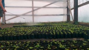 ПОЯВИЛИСЬ ТРИПСЫ НА ВЕРБЕНЕ. ОБРАБАТЫВАЕМ ТЕПЛИЦЫ. ПРИШЛА ЛЕТНЯЯ РЕЗИНА.