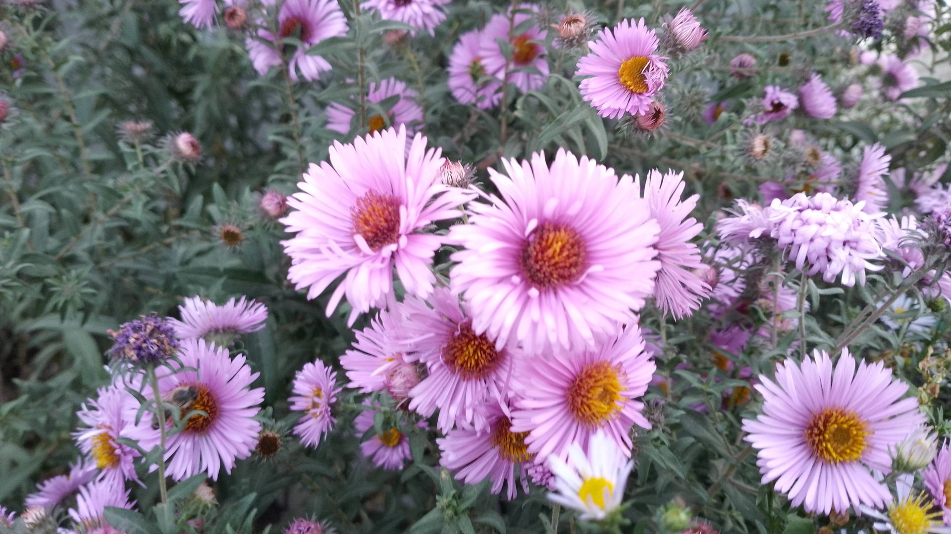 Осенние астры, сентябрята или симфиотрихумы: уход и выращивание в открытом грунте смотреть онлайн