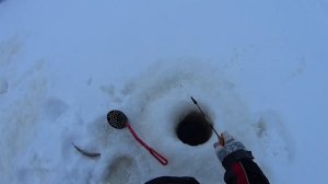 #рыбалка На белом море зимой. Рыбалка на корюха. Нашел рыбное место.