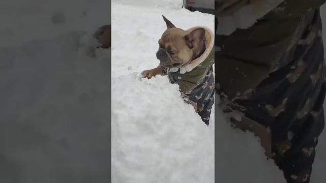 Французский бульдог не позволяет лепить снежную бабу. Уничтожает снег. Собака любит зиму #бульдог смотреть онлайн