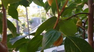 Шоколадный королёк.