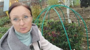 Видео привет с 6 соток 5 октября 2024 года.