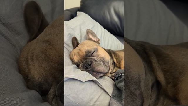 Собачка устала. И да, мы разрешаем собаке спать на подушке #колыбельная #бульдог смотреть онлайн