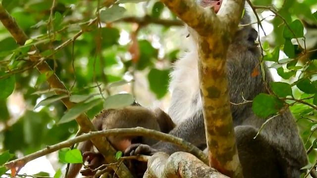 Awesome Mom ! Great Job Jane Cleaning On Wound Of Janna , Jane Nursing Janna Beautifully
