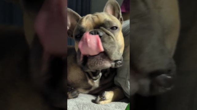 Французский бульдог в душе овчарка #французскийбульдог #забавныеживотные #собака смотреть онлайн