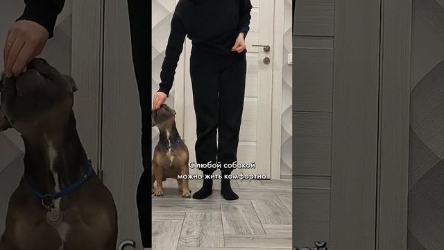 Глупых собак не бывает #французскийбульдог #бульдог смотреть онлайн