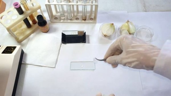 PIYOZ PO`STINI MIKROSKOPDA KUZATISH || MICROSCOPE OBSERVATION OF ONION SKIN CELLS