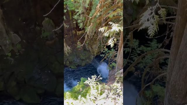 65 ft DEATH DIVE OFF FALLEN TREE ☠️ смотреть онлайн