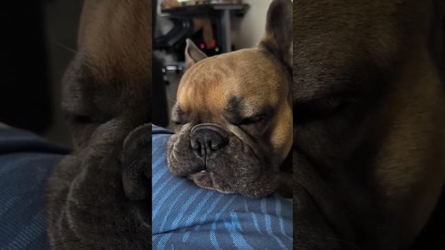 Поднимите мне веки. Сопротивление сну #французскийбульдог #бульдог #frenchbulldog смотреть онлайн