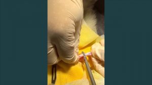 Ультразвуковой скальпель iVet | примеры работы