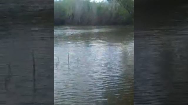 Нура и рыба смотреть онлайн