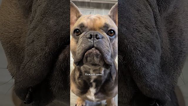 Да, я делаю это с ним каждый день )) #французскийбульдог #бульдог смотреть онлайн