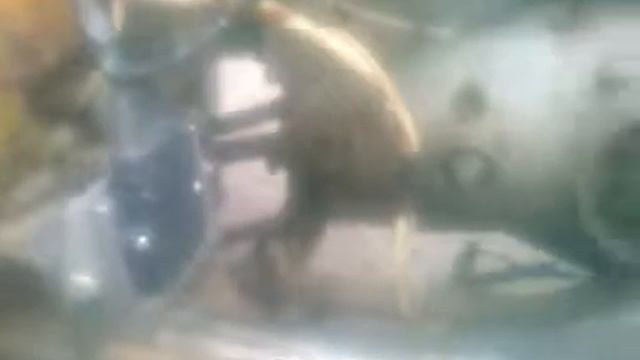 Муравей с БСЗ смотреть онлайн