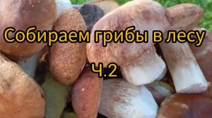 Собираем грибы в лесу. Ч2.