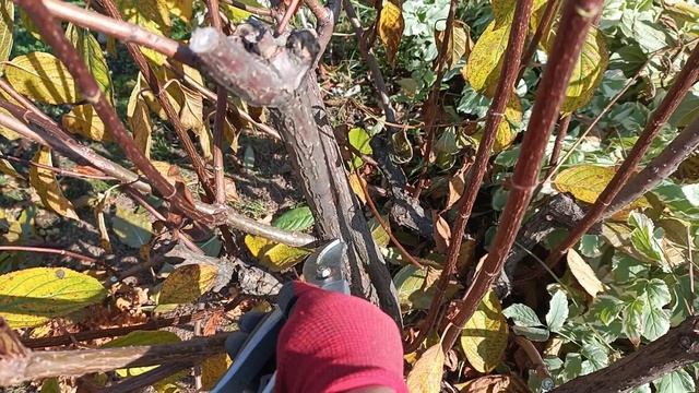 Обрезка гортензии.Набрали хвойный опад, белочки в лесу г Железногорск. смотреть онлайн