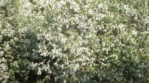 Распустилась черёмуха