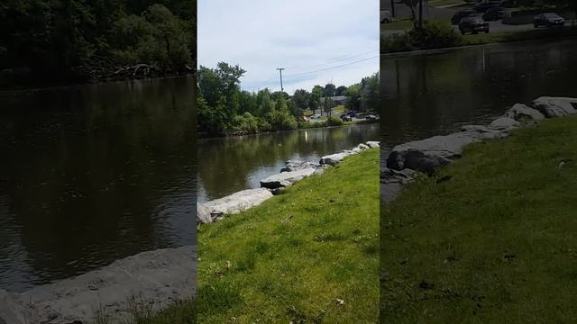 Goslings and Chautauqua Belle смотреть онлайн