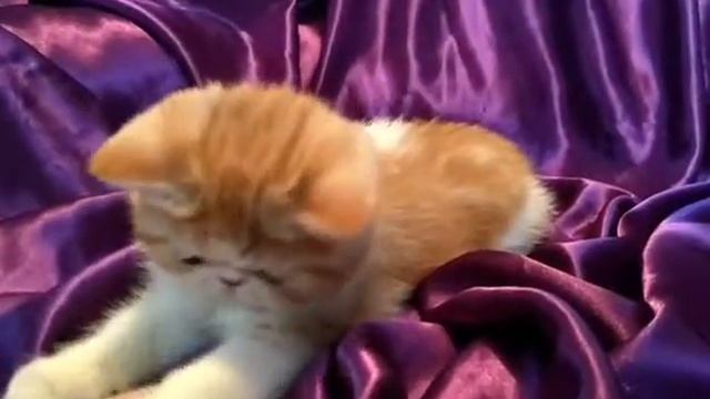 Экзотический котик Патрик смотреть онлайн