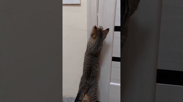 ТАКАЯ ВЕРЁВКА НУЖНА САМОМУ! #pets #кошка смотреть онлайн