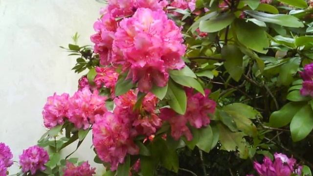 Fiori di maggio смотреть онлайн