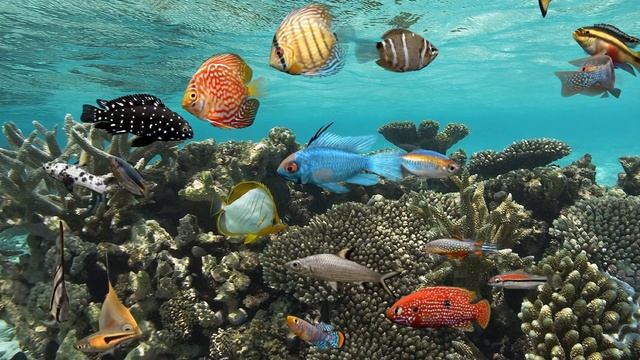 [JQ-0004] Fish tank background image HD ocean series wallpaper pattern size can be customized смотреть онлайн