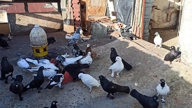 ÇATİYA KAÇAK TİP GELMİŞ DÜNYADAN Bİ HABERİZ смотреть онлайн