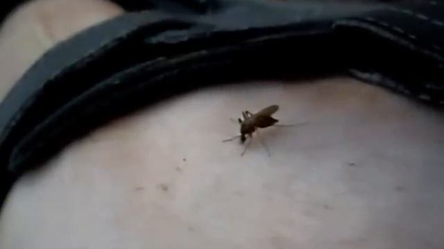 Кровавый финал или как комар сосёт кровь / Bloody finale or how mosquito sucks the blood смотреть онлайн