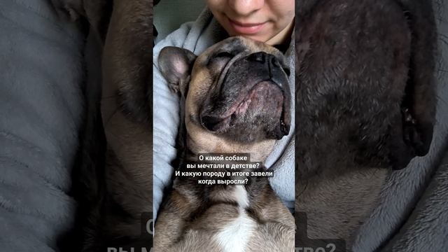 Я очень хотела боксера, а сейчас у нас французский бульдог #детскаямечта #собака #бульдог смотреть онлайн