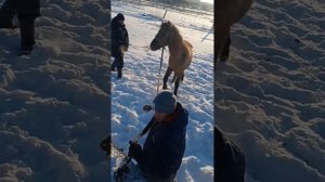 Обучение молодого коня