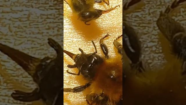 Under Microscope: Bumble-bees in Insect Collection. Kyiv, Ukraine. 01.03.2023. смотреть онлайн