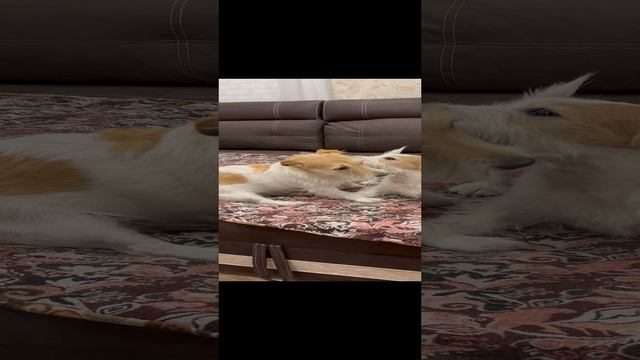 05-10-2024 мои лапочки ..🐕🦮💞🙏♾️❤️