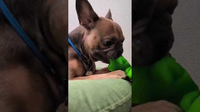 Французский бульдог сходит с ума из-за новой угрушки для собак #французскийбульдог #бульдог #dog смотреть онлайн