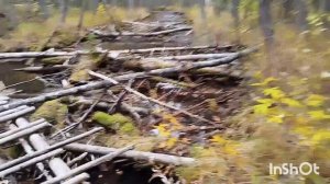 1.Три дня в тайге...Пробуем добыть бобра...Таёжный быт...