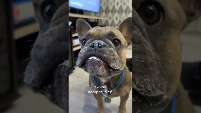 Постоянно голодный французский бульдог дорвался до еды и весь вымазался в сметане #забавныеживотные смотреть онлайн