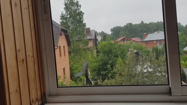 Как Вы реагируете на залетающих или птица на балконе/Лена Воронова смотреть онлайн