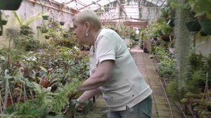 Живородящие папоротники.