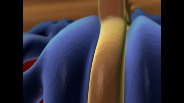 Excitation Contraction Coupling